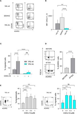 ACKR3 promotes CXCL12/CXCR4-mediated cell-to-cell-induced lymphoma migration through LTB4 production